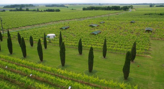 Le Cep Enchanté – Parc d’activités oenotouristiques