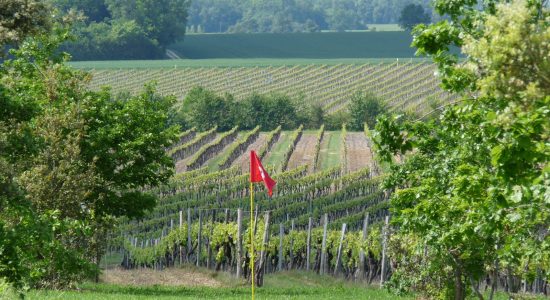 Le Cep Enchanté – Parc d’activités oenotouristiques