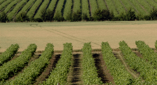 Le Cep Enchanté – Parc d’activités oenotouristiques