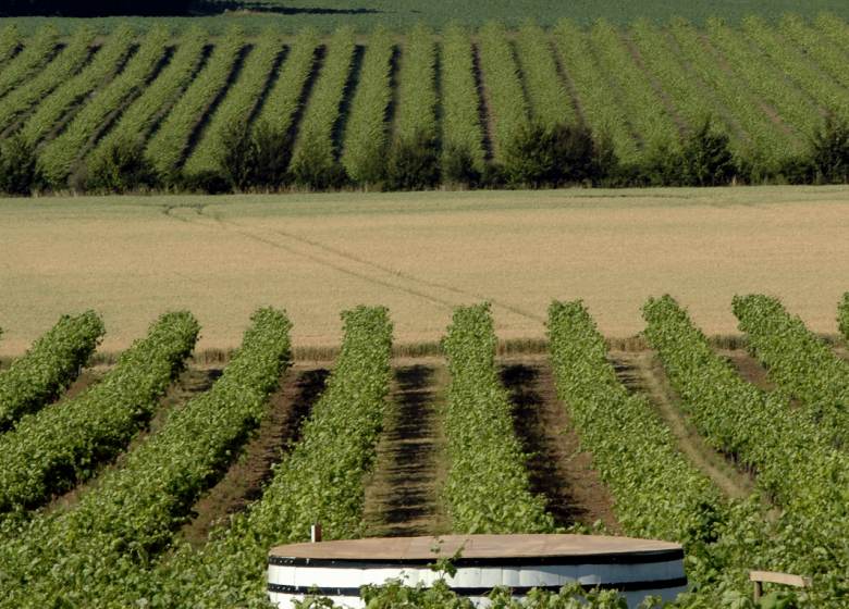 Le Cep Enchanté – Parc d’activités oenotouristiques