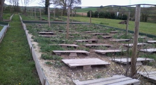 La cagouille charentaise