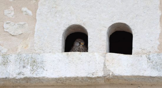 Logis des faucons de la barre – 9 pers