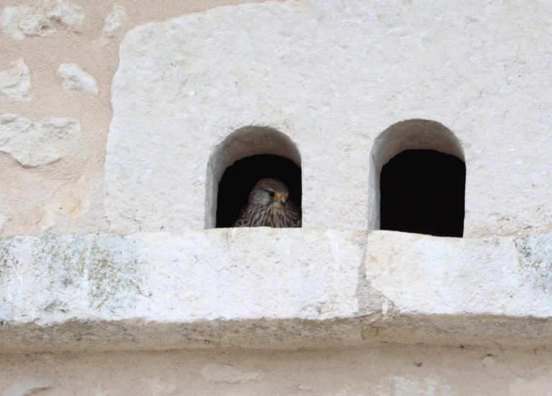 Logis des faucons de la barre – 9 pers