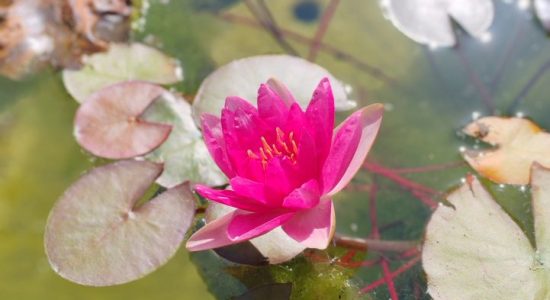 Visite guidée – Parfums d’Asie, un jardin extraordinaire