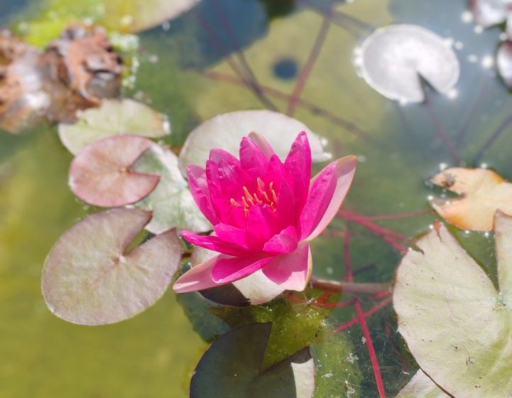 Visite guidée – Parfums d’Asie, un jardin extraordinaire