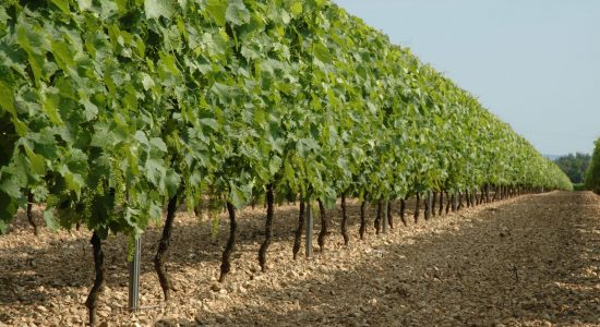 Distillerie les 1309