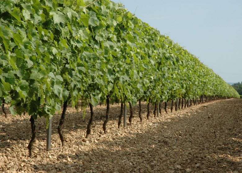 Distillerie les 1309