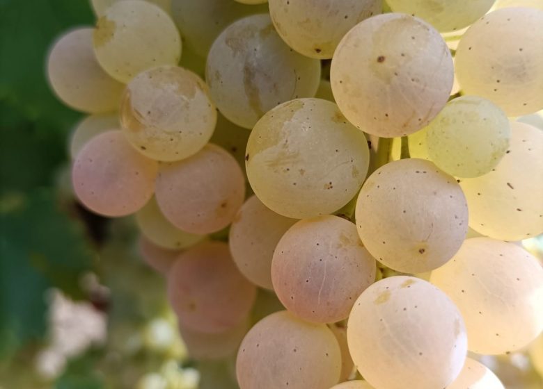 Distillerie les 1309