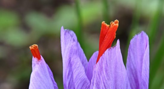 Moi/s local – Atelier de safranologie par Aux Délices du Safran