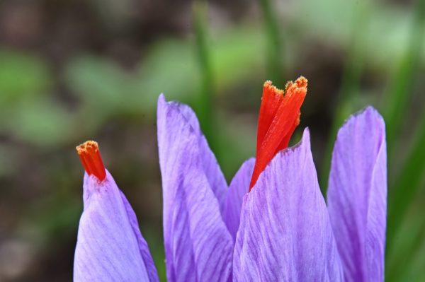 Moi/s local – Atelier de safranologie par Aux Délices du Safran
