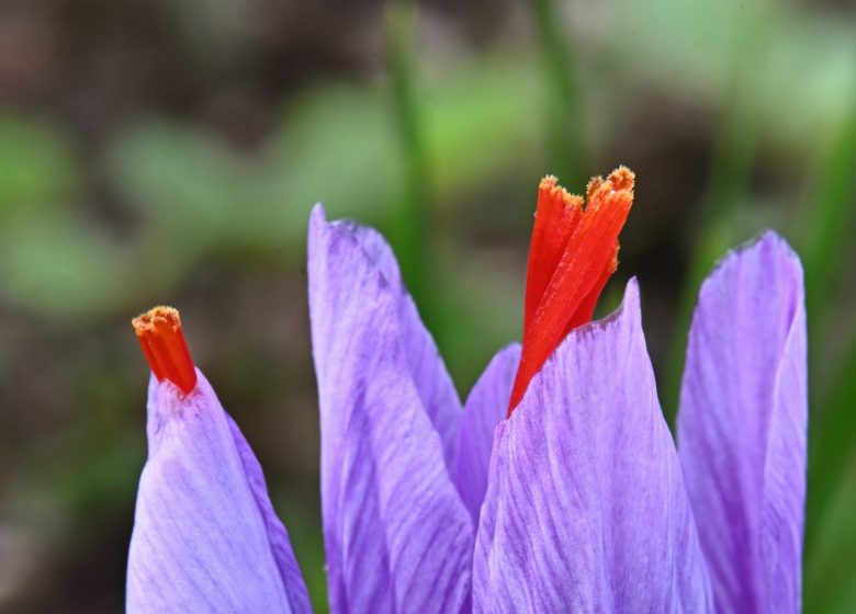 Moi/s local – Atelier de safranologie par Aux Délices du Safran