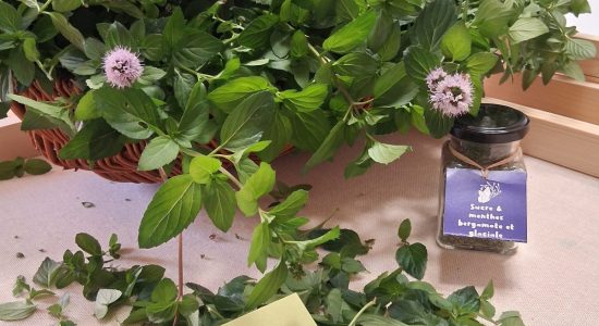 Moi/s local – Atelier découverte de plantes insolites par Ô Pois Papillon