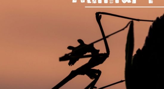 Exposition – Animal