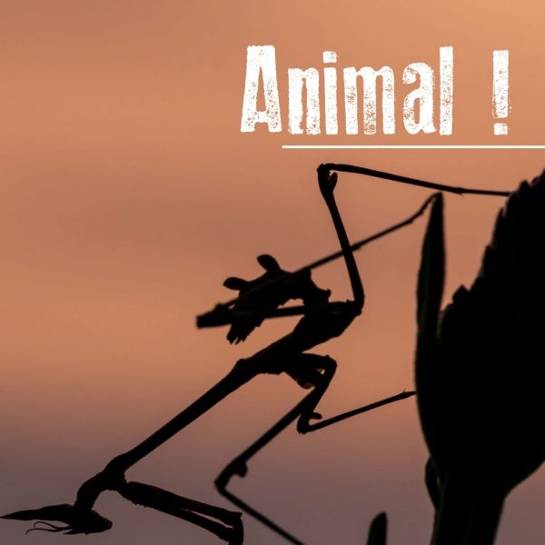 Exposition – Animal