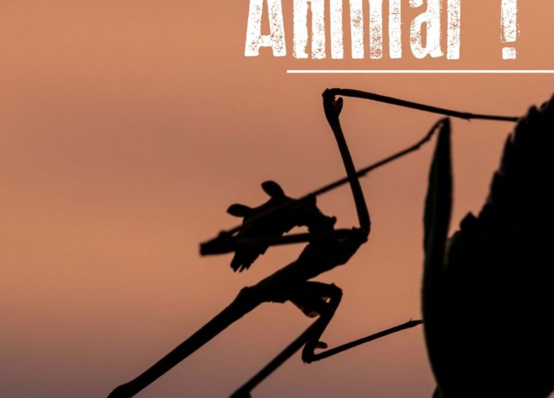 Exposition – Animal