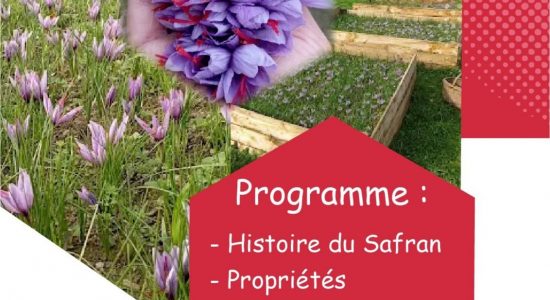 Animation – Découverte du Safran