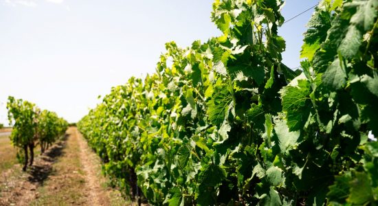 Bourgoin Cognac – Visite guidée avec pique-nique dans les vignes
