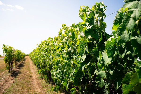 Bourgoin Cognac – Visite guidée avec pique-nique dans les vignes
