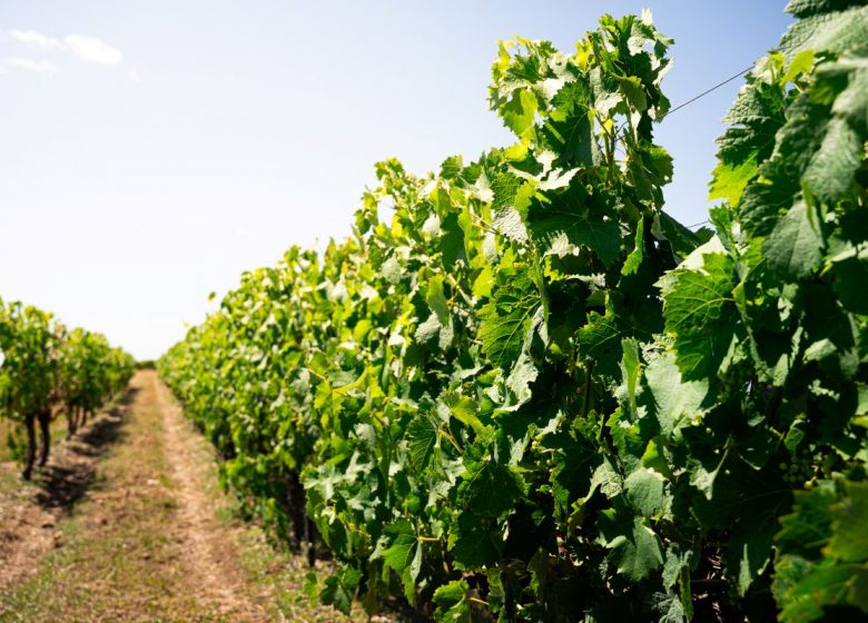 Bourgoin Cognac – Visite guidée avec pique-nique dans les vignes
