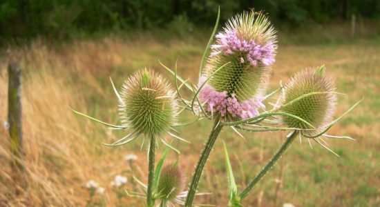Circuit des fontaines et du fleuve Charente