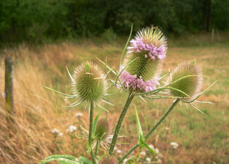 Circuit des fontaines et du fleuve Charente
