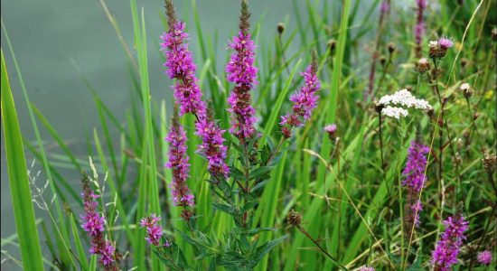 Circuit des fontaines et du fleuve Charente