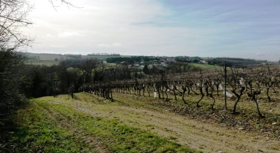 Circuit entre vignes et pierres