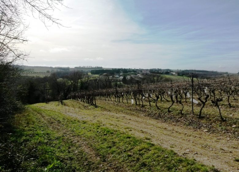 Circuit entre vignes et pierres