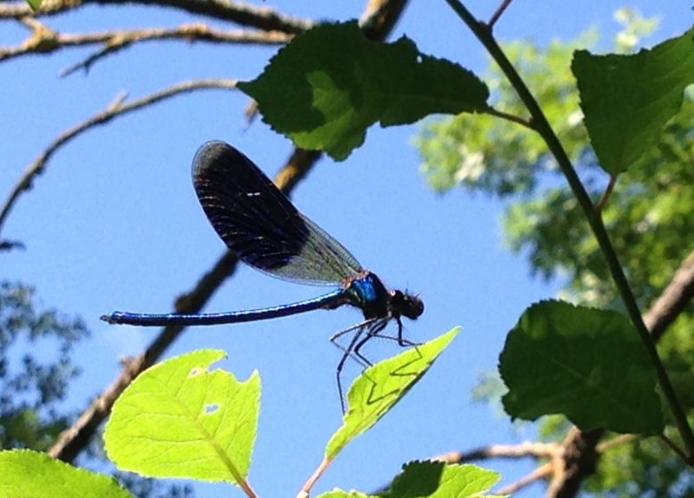 Circuit des fleurs de la Charente