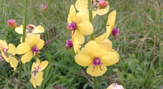 Circuit des fleurs de la Charente