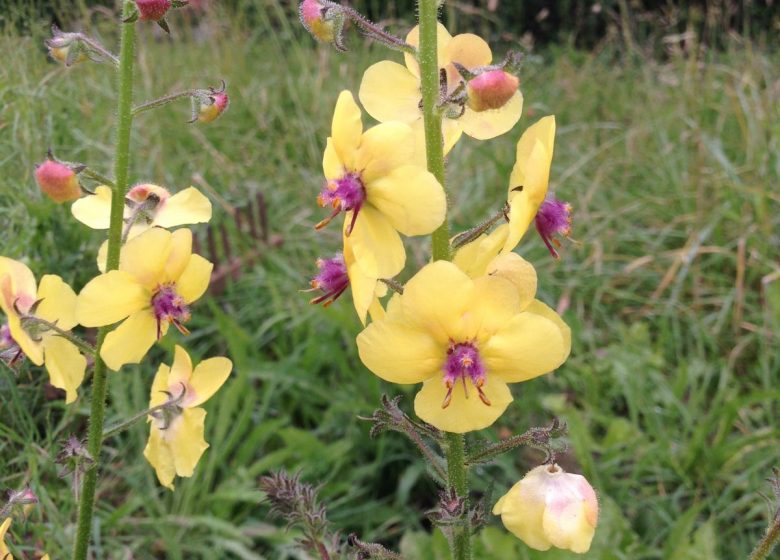 Circuit des fleurs de la Charente