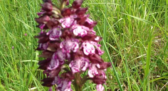 Circuit des fleurs de la Charente