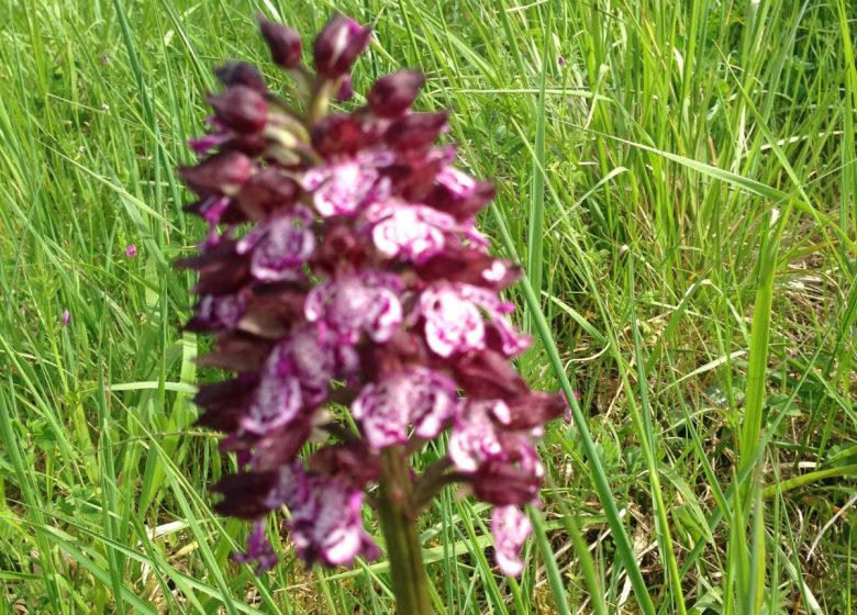 Circuit des fleurs de la Charente