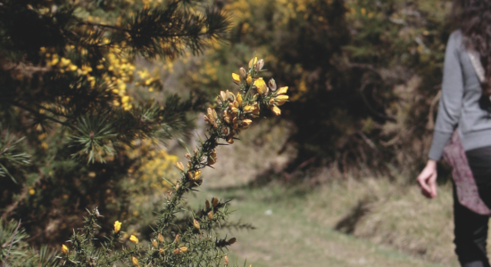 Sentier des brandes