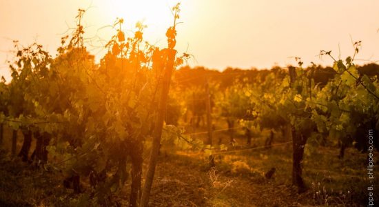 GAEC de Sazaris – Pineau et Cognac Dumergue