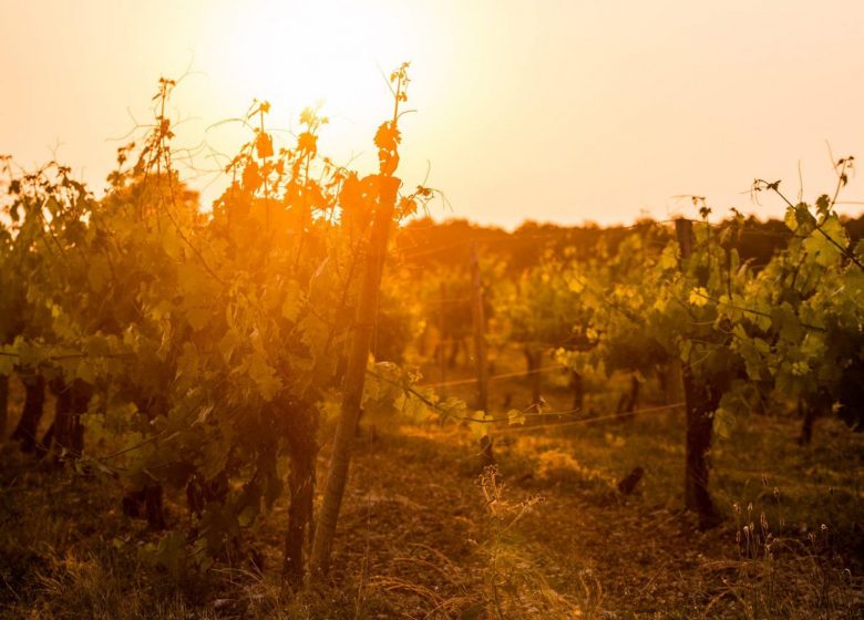 GAEC de Sazaris – Pineau et Cognac Dumergue