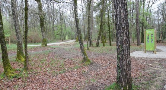 Forêt de Bois Blanc