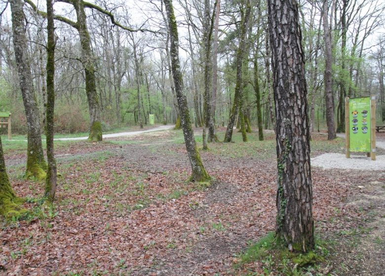 Forêt de Bois Blanc