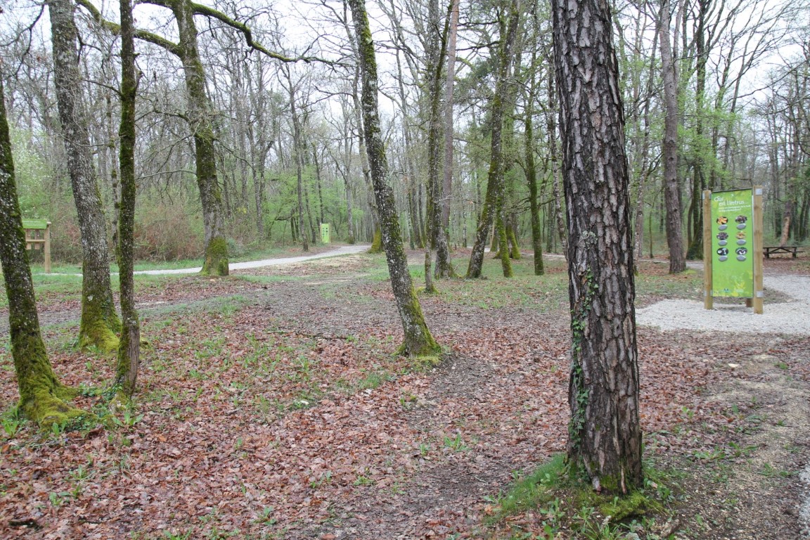 Forêt de Bois Blanc à Mornac - Angoulême Tourisme