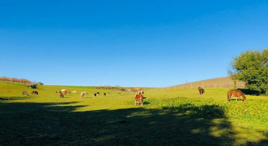 Le Bercail Equitation