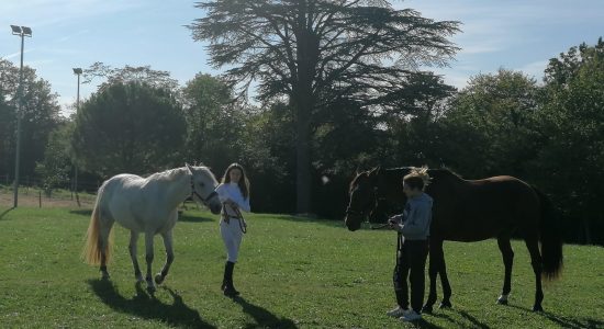 Le Bercail Equitation